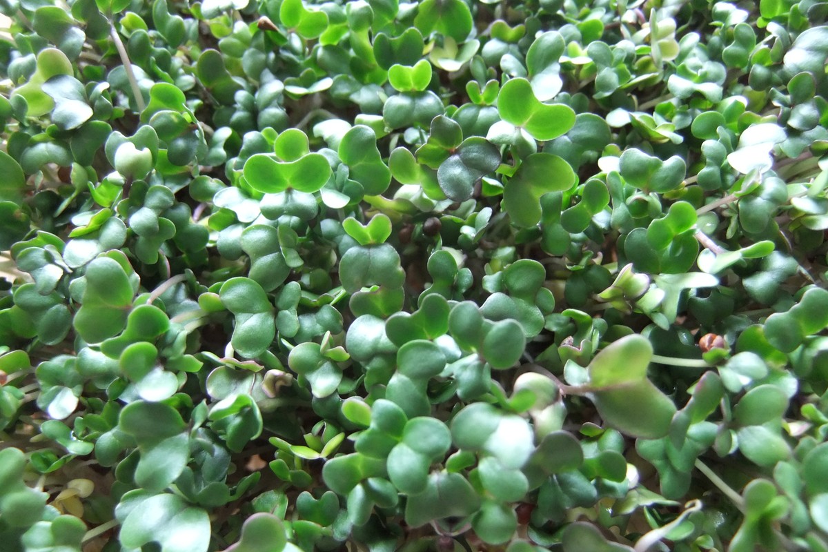 Five-day-old organic broccoli sprouts