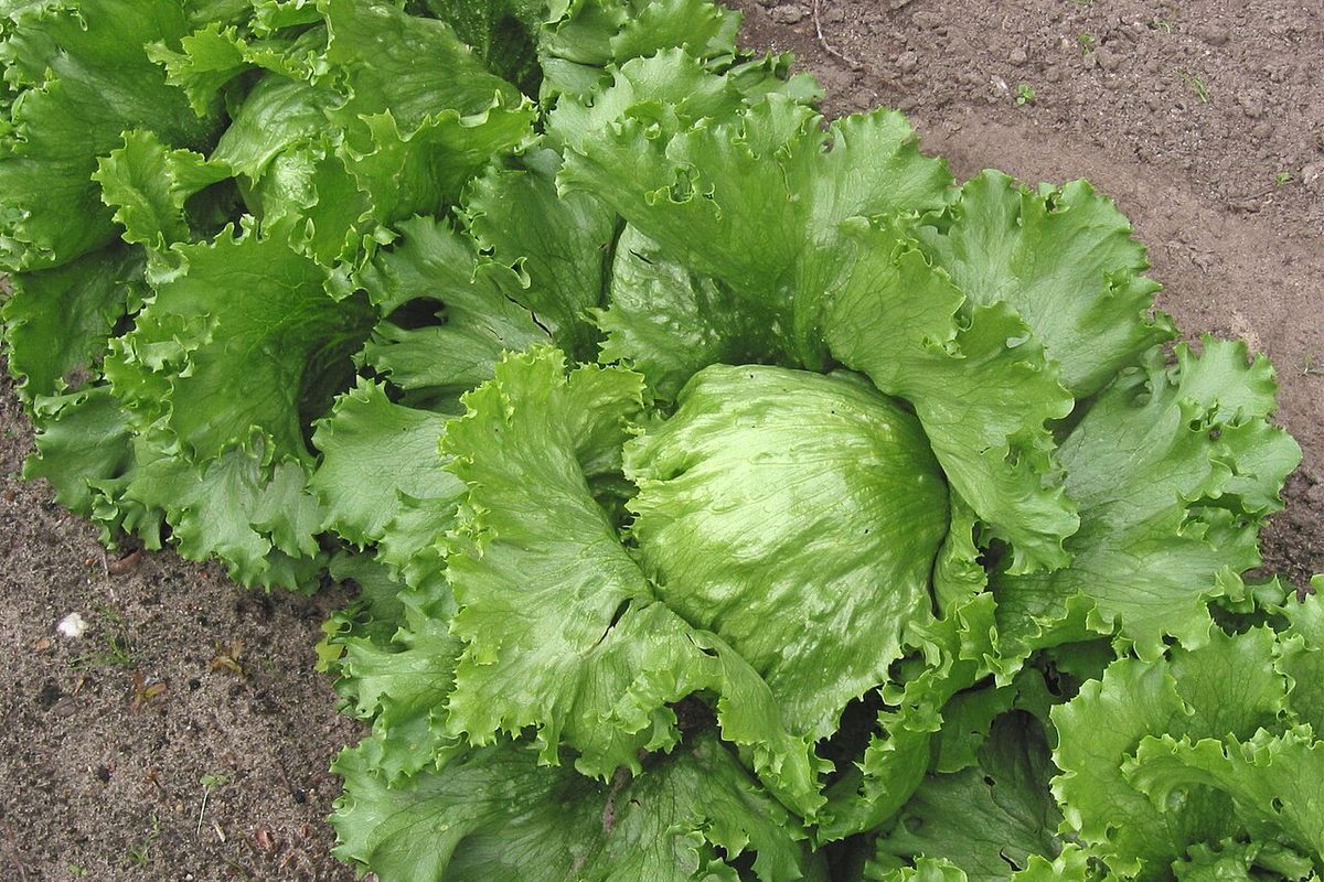 Head of iceberg lettuce