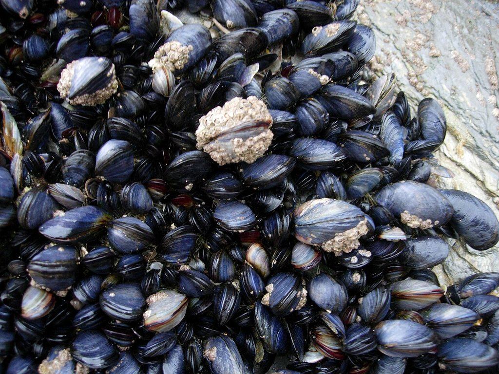 Moules accrochées sur un rocher