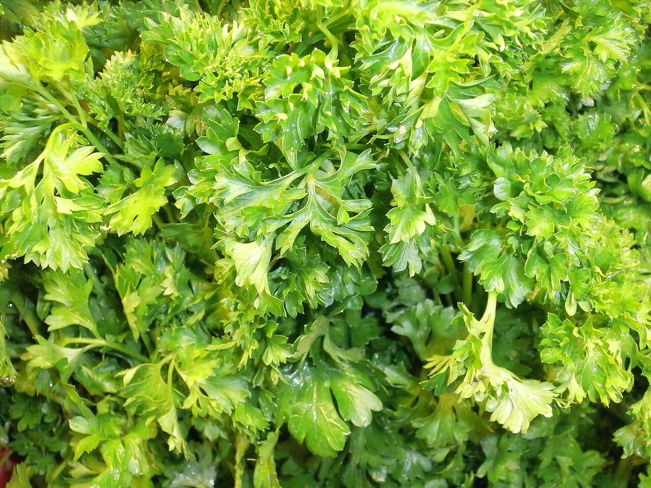 Feuilles de persil frais en gros plan